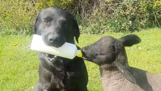 Labrador Ted adoptoval malého beránka. Krmí ho z lahve a stará se o něj