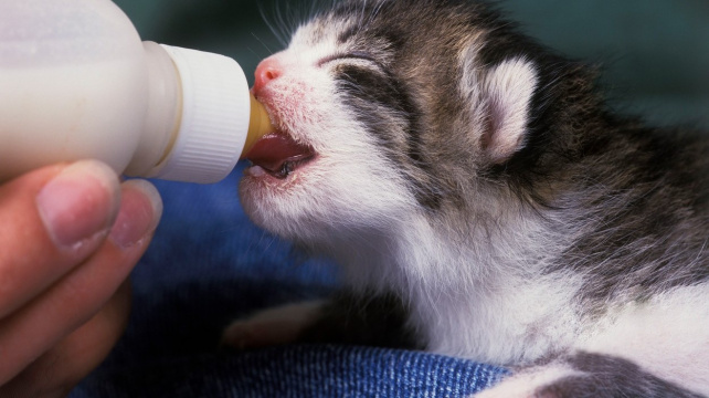Jak krmit kotě lahvičkou