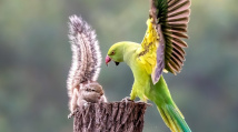 Naštvaný papoušek