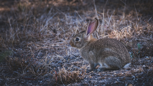 Svoboda je pro domácí králíky smrtící