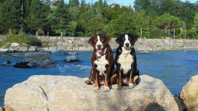 Appenzellský salašnický pes - tak trochu drobek mezi salašnickými psy
