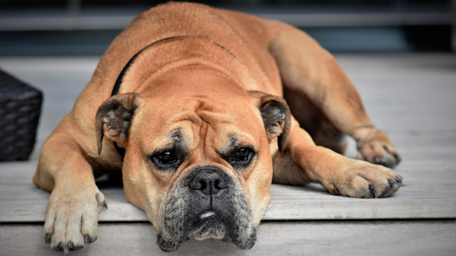 Problémy se psím srdcem - časovaná bomba, kterou dovedou psi dobře skrývat