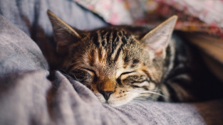Kočičí polohy ve spánku: Jak spí vaše kočka a co to znamená