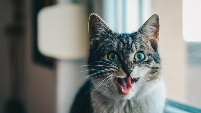 Zápach z kočičích úst je často varováním před vážnými nemocemi
