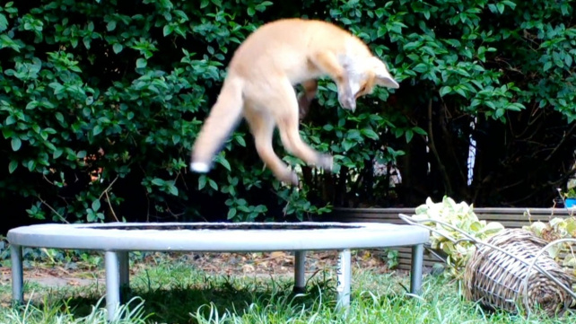 Trampolína - to je, panečku, něco pro zvědavá liščata