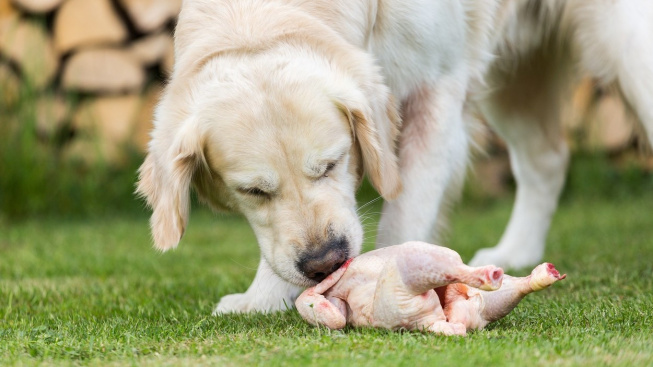 Za zdravotní problémy psa často může jídlo. Na co si dát při krmení pozor?