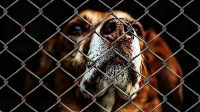 Pobyt v útulku je pro psy stresující. Hlavně pro ty malé, potvrdila studie hladiny kortizolu