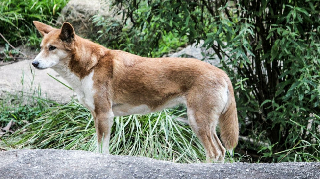Vědci rozlouskli tajemství evoluce psa dingo a jeho spojení s našimi psy