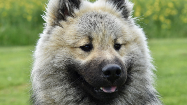 Co vám srst psa řekne o jeho zdraví