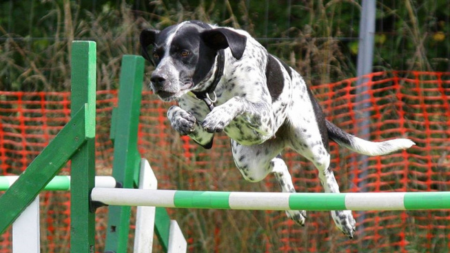 Vědci zjistili, že i mírná úprava výšky překážek má pozitivní vliv na klouby psích atletů