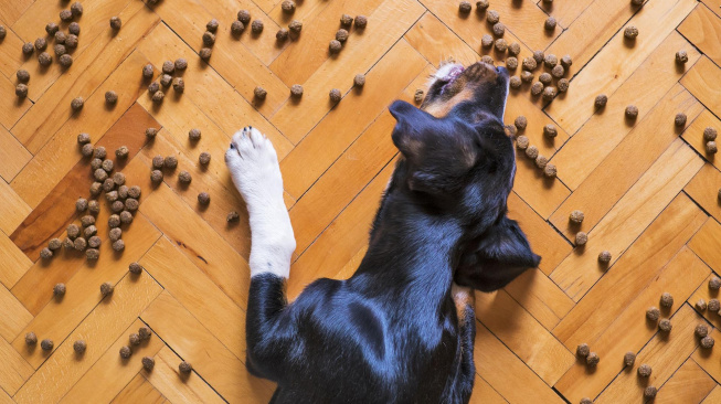 Jak psi vnímají chutě