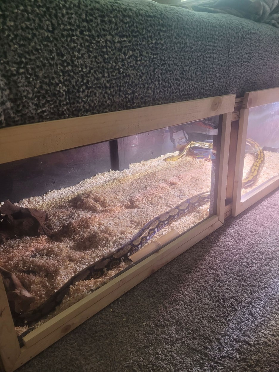 Hadi pod postelí