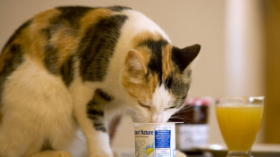Mohou kočky jíst jogurt?