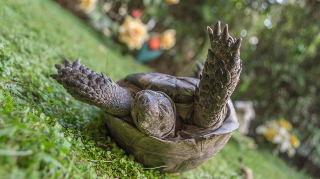 Želva na lopatkách? Žádný problém, když má dost kamarádů