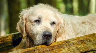 Jak pomoci psům s artritidou