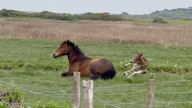 Pozor, mami, kam si leháš! Klisna zapomněla na mládě a „odpinkla“ ho zadkem