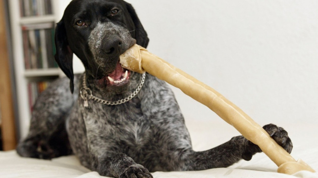 Žvýkací pamlsky ze surové kůže mohou být pro psy nebezpečné