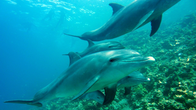 Delfíni se drbou o korály. Léčí si tím kožní infekce a posilují imunitu