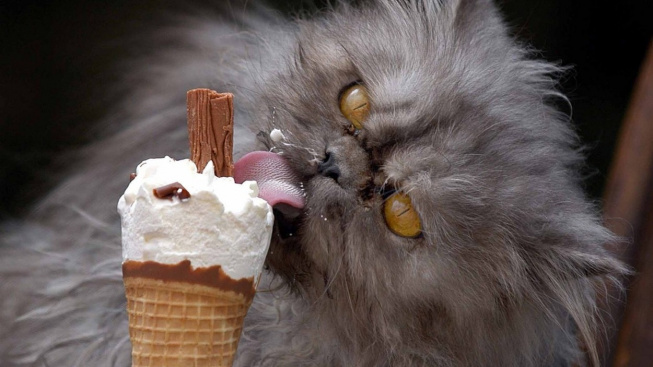 Mohou kočky jíst zmrzlinu?