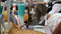 Kočičí kancelář