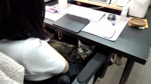 Kočičí kancelář