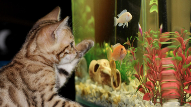 Proč vám v akváriu věčně umírají rybičky
