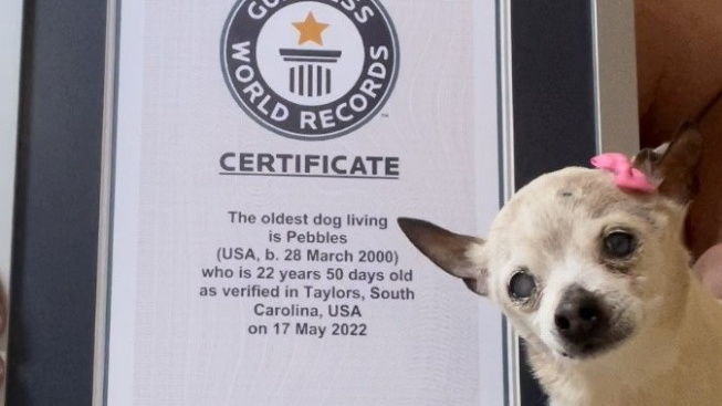 Nejstarší pes na světě: 22letá Pebbles miluje country, burgery a bublinky