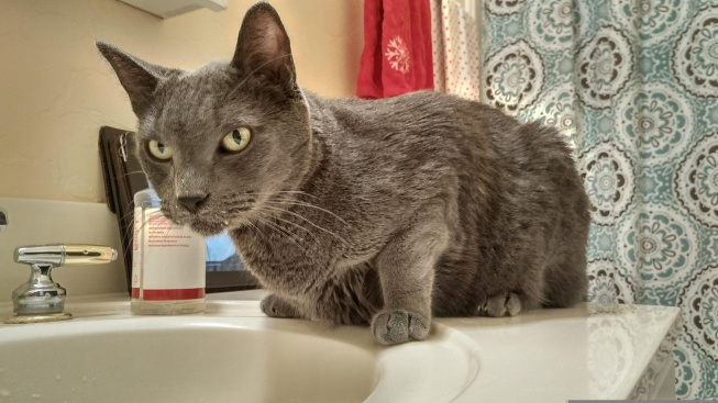 Plete si vaše kočka umyvadlo se záchodkem?