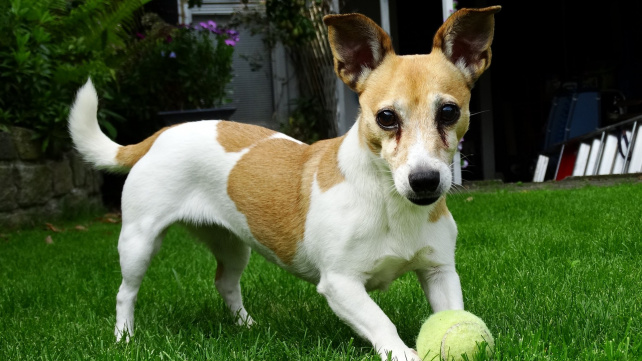 Nejvyššího věku se dožívají Jack Russelové, francouzští buldočci jsou na tom nejhůř