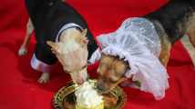 Svatba útulkových čivav