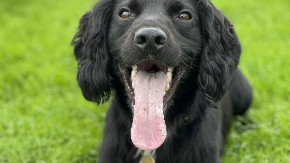 I váš pes může mít svou herní konzoli