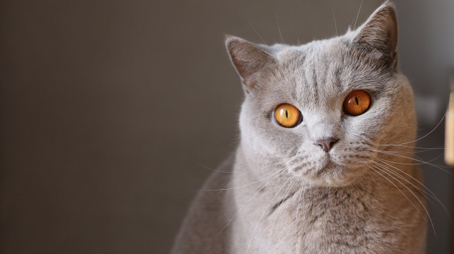 Plive kočka potravu i vodu? Může mít rozšířený a ochablý jícen