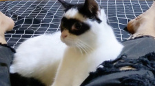 Kočičí Zorro