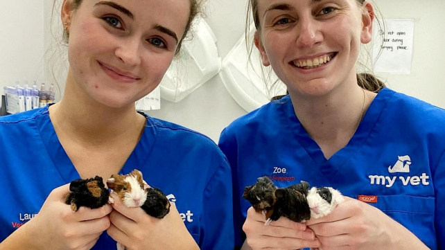 Veterinářka provedla císařský řez morčeti. Zachránila mámu i šest roztomilých kuliček