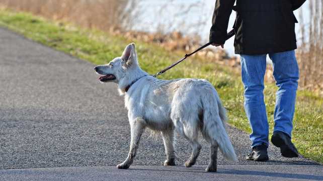 Manuál péče o psy pro časově vytížené chovatele