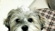 Hubnutí Queenie
