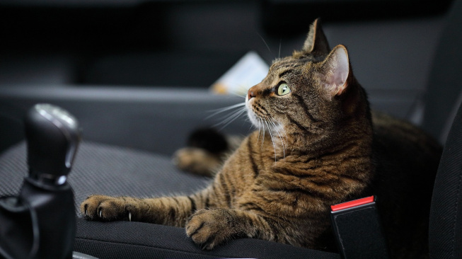 Jak ulehčit kočce cestování autem