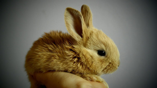Záchvaty u králíků - pár sekund i dlouhé minuty strachu a nejistoty