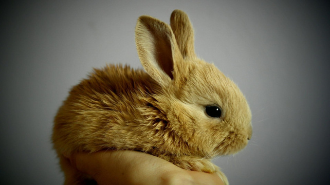 Záchvaty u králíků - pár sekund i dlouhé minuty strachu a nejistoty