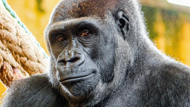 Skupinu pražských goril rozšíří Duni, dcera slavné Moji. Do Troji míří i nový samec Kisumu