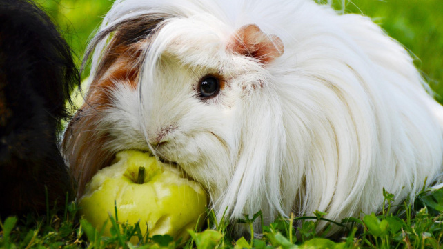 Šest tipů pro veselejší a zdravější morče