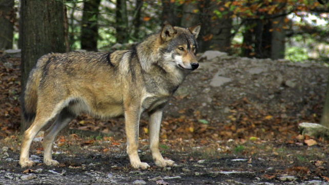 Psi byli domestikováni opakovaně, prozradilo DNA pravěkých vlků