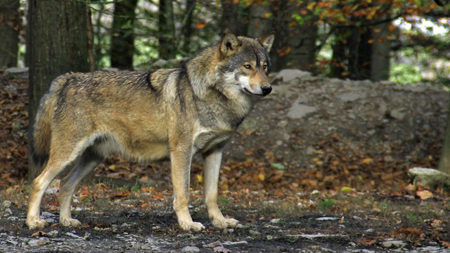 Psi byli domestikováni opakovaně, prozradilo DNA pravěkých vlků