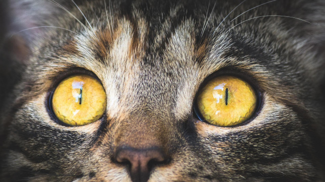 Vědci našli příčinu podivné nemoci zabíjející kočky