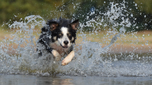 Co dělat, když se pes bojí vody