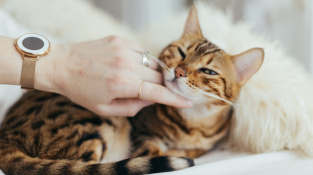 Bulky, cysty a výrůstky - co můžete najít při pohlazení kočky