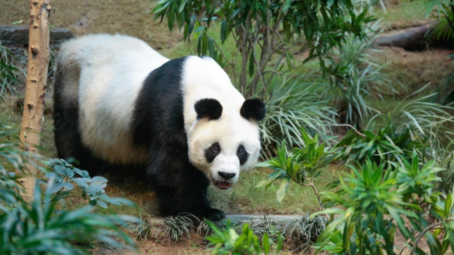 Zemřela nejstarší panda chovaná v zajetí. Bylo jí 35 let