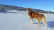 Pravěcí psi Sibiře byli závislí na soužití s lidskými rybáři