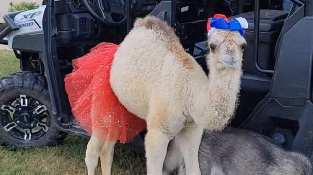 Velbloudí mládě v nouzi jako domácí mazlíček: Camillie je miláčkem rodiny