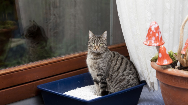 Rozhazuje vaše kočka vystýlku své toalety?